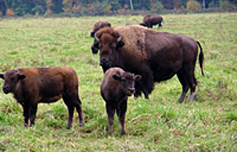 Wooden Nickel Buffalo Farm